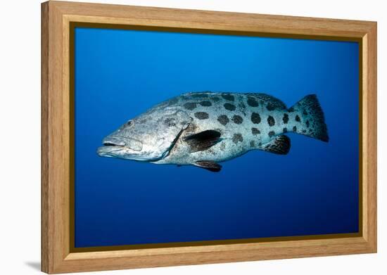 Potato Cod (Epinephelus Tukula) (Potato Grouper) (Potato Bass)-Louise Murray-Framed Premier Image Canvas