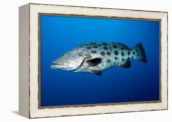 Potato Cod (Epinephelus Tukula) (Potato Grouper) (Potato Bass)-Louise Murray-Framed Premier Image Canvas