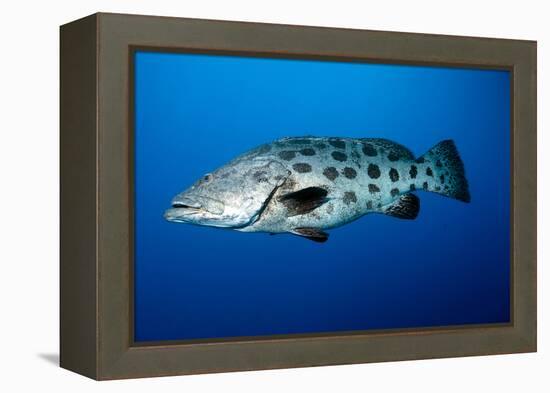 Potato Cod (Epinephelus Tukula) (Potato Grouper) (Potato Bass)-Louise Murray-Framed Premier Image Canvas