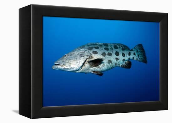 Potato Cod (Epinephelus Tukula) (Potato Grouper) (Potato Bass)-Louise Murray-Framed Premier Image Canvas