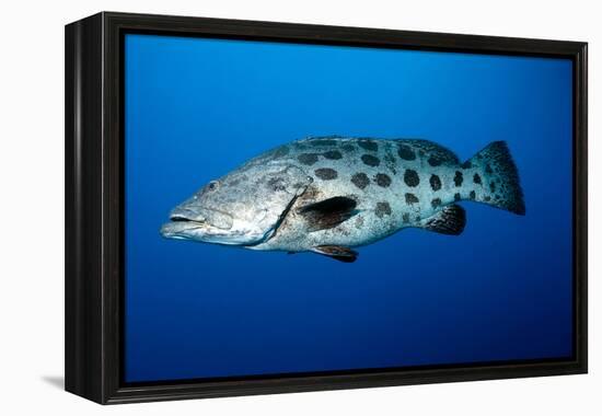 Potato Cod (Epinephelus Tukula) (Potato Grouper) (Potato Bass)-Louise Murray-Framed Premier Image Canvas