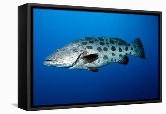 Potato Cod (Epinephelus Tukula) (Potato Grouper) (Potato Bass)-Louise Murray-Framed Premier Image Canvas