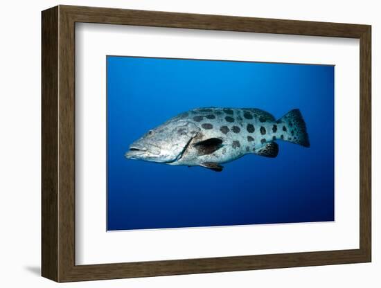 Potato Cod (Epinephelus Tukula) (Potato Grouper) (Potato Bass)-Louise Murray-Framed Photographic Print