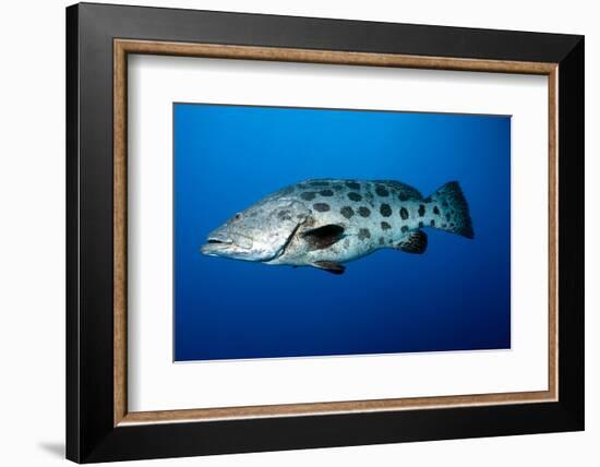 Potato Cod (Epinephelus Tukula) (Potato Grouper) (Potato Bass)-Louise Murray-Framed Photographic Print