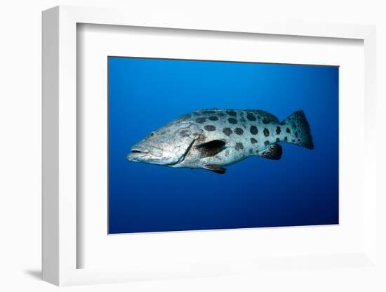 Potato Cod (Epinephelus Tukula) (Potato Grouper) (Potato Bass)-Louise Murray-Framed Photographic Print