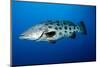 Potato Cod (Epinephelus Tukula) (Potato Grouper) (Potato Bass)-Louise Murray-Mounted Photographic Print