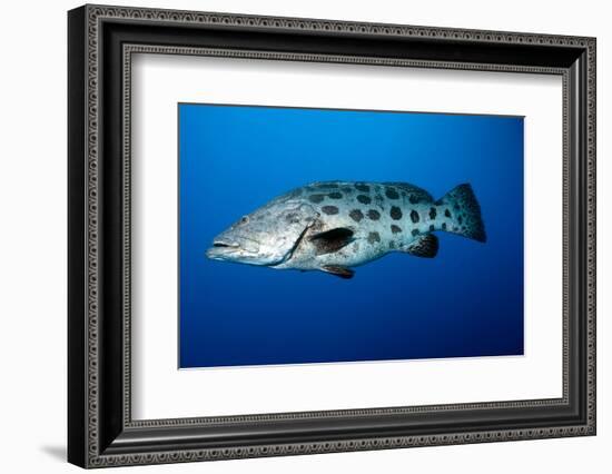 Potato Cod (Epinephelus Tukula) (Potato Grouper) (Potato Bass)-Louise Murray-Framed Photographic Print