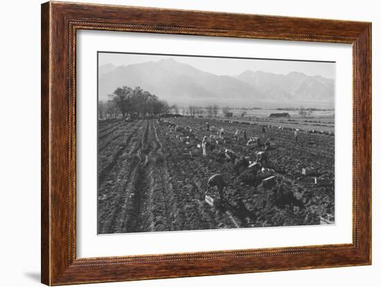 Potato Fields-Ansel Adams-Framed Art Print
