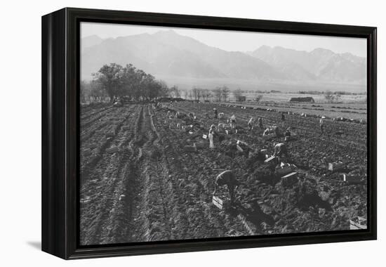 Potato Fields-Ansel Adams-Framed Stretched Canvas
