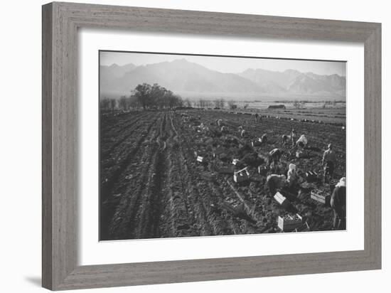 Potato Fields-Ansel Adams-Framed Art Print