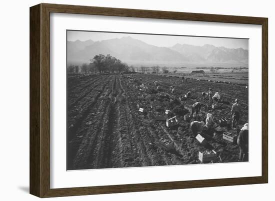 Potato Fields-Ansel Adams-Framed Art Print