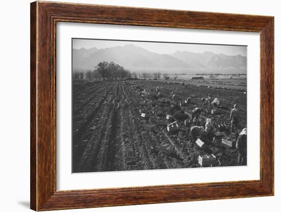 Potato Fields-Ansel Adams-Framed Art Print