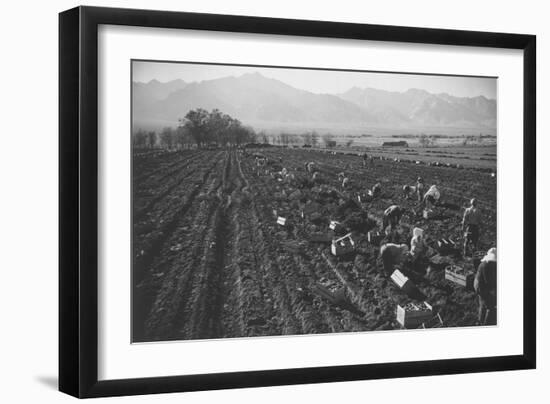 Potato Fields-Ansel Adams-Framed Art Print