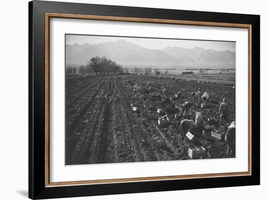 Potato Fields-Ansel Adams-Framed Art Print