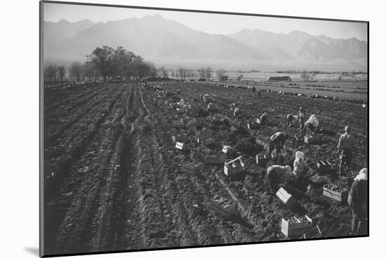 Potato Fields-Ansel Adams-Mounted Art Print