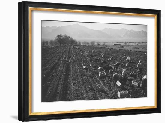 Potato Fields-Ansel Adams-Framed Art Print