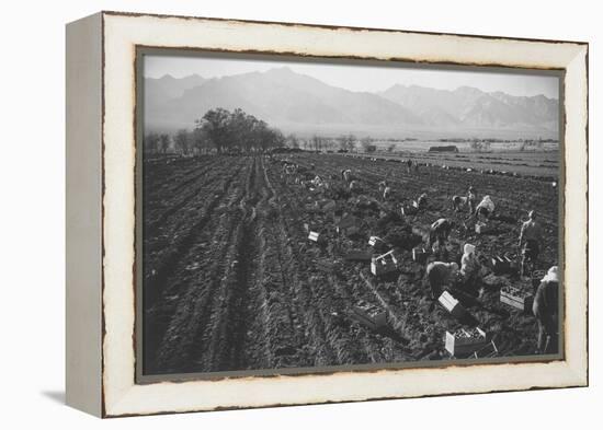 Potato Fields-Ansel Adams-Framed Stretched Canvas