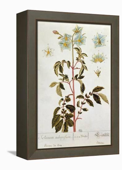 Potato Flowers, Plate from 'Herbarium Blackwellianum' Published 1757 in Nuremberg, Germany-Elizabeth Blackwell-Framed Premier Image Canvas