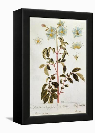 Potato Flowers, Plate from 'Herbarium Blackwellianum' Published 1757 in Nuremberg, Germany-Elizabeth Blackwell-Framed Premier Image Canvas