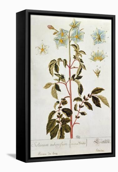 Potato Flowers, Plate from 'Herbarium Blackwellianum' Published 1757 in Nuremberg, Germany-Elizabeth Blackwell-Framed Premier Image Canvas