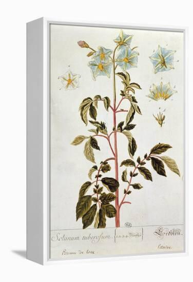 Potato Flowers, Plate from 'Herbarium Blackwellianum' Published 1757 in Nuremberg, Germany-Elizabeth Blackwell-Framed Premier Image Canvas