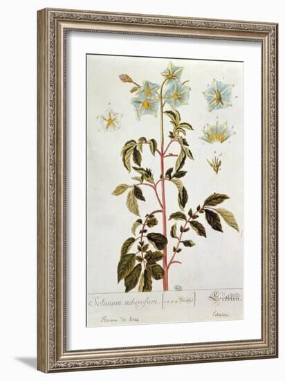 Potato Flowers, Plate from 'Herbarium Blackwellianum' Published 1757 in Nuremberg, Germany-Elizabeth Blackwell-Framed Giclee Print