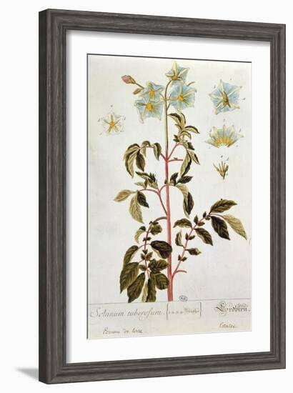 Potato Flowers, Plate from 'Herbarium Blackwellianum' Published 1757 in Nuremberg, Germany-Elizabeth Blackwell-Framed Giclee Print