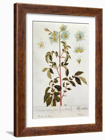 Potato Flowers, Plate from 'Herbarium Blackwellianum' Published 1757 in Nuremberg, Germany-Elizabeth Blackwell-Framed Giclee Print