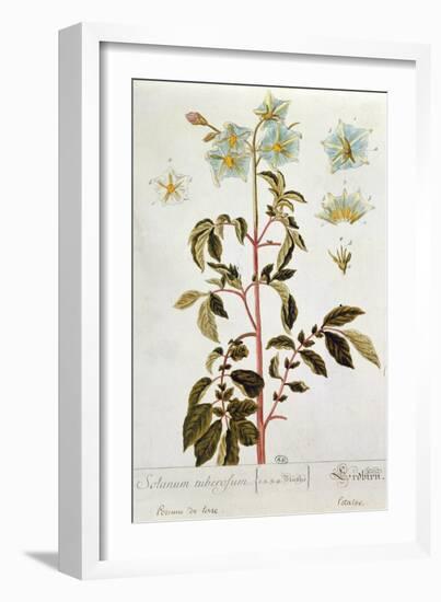 Potato Flowers, Plate from 'Herbarium Blackwellianum' Published 1757 in Nuremberg, Germany-Elizabeth Blackwell-Framed Giclee Print