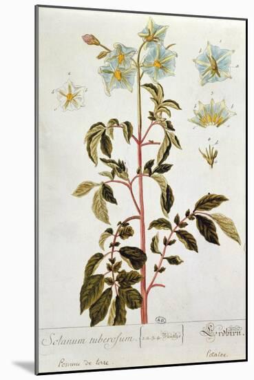 Potato Flowers, Plate from 'Herbarium Blackwellianum' Published 1757 in Nuremberg, Germany-Elizabeth Blackwell-Mounted Giclee Print