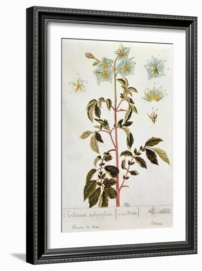 Potato Flowers, Plate from 'Herbarium Blackwellianum' Published 1757 in Nuremberg, Germany-Elizabeth Blackwell-Framed Giclee Print