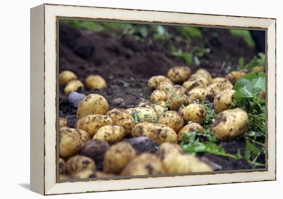 Potato Harvest-Bjorn Svensson-Framed Premier Image Canvas