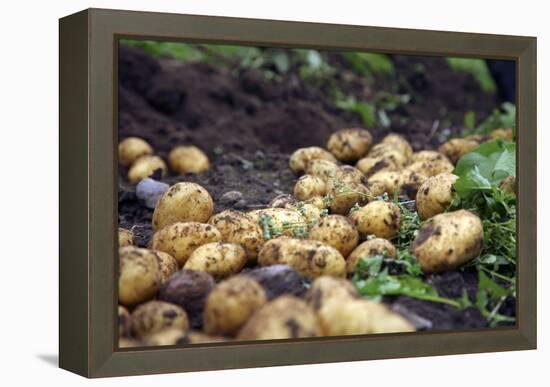 Potato Harvest-Bjorn Svensson-Framed Premier Image Canvas