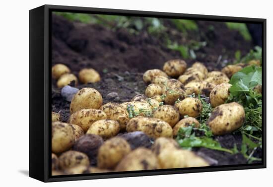 Potato Harvest-Bjorn Svensson-Framed Premier Image Canvas