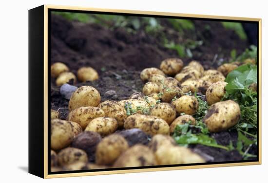 Potato Harvest-Bjorn Svensson-Framed Premier Image Canvas