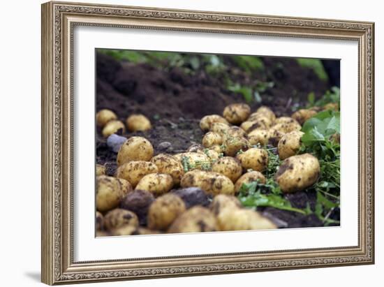 Potato Harvest-Bjorn Svensson-Framed Photographic Print