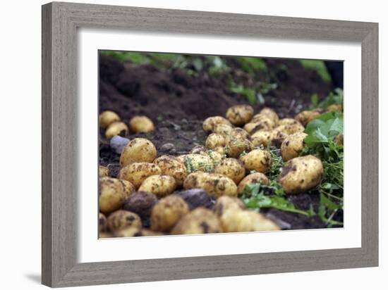 Potato Harvest-Bjorn Svensson-Framed Photographic Print