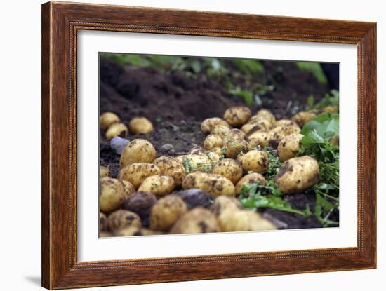 Potato Harvest-Bjorn Svensson-Framed Photographic Print