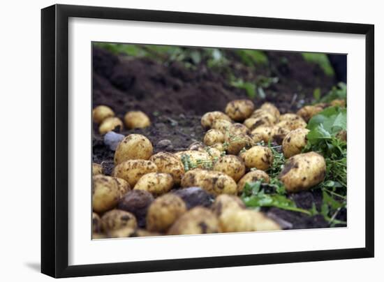 Potato Harvest-Bjorn Svensson-Framed Photographic Print