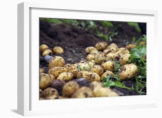 Potato Harvest-Bjorn Svensson-Framed Photographic Print