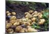 Potato Harvest-Bjorn Svensson-Mounted Photographic Print