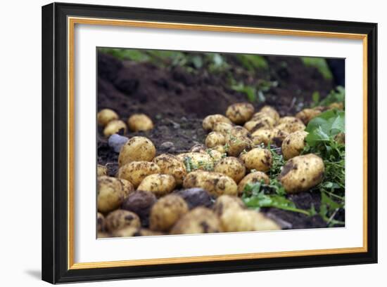 Potato Harvest-Bjorn Svensson-Framed Photographic Print