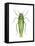 Potato Leafhopper (Empoasca Fabae), Insects-Encyclopaedia Britannica-Framed Stretched Canvas