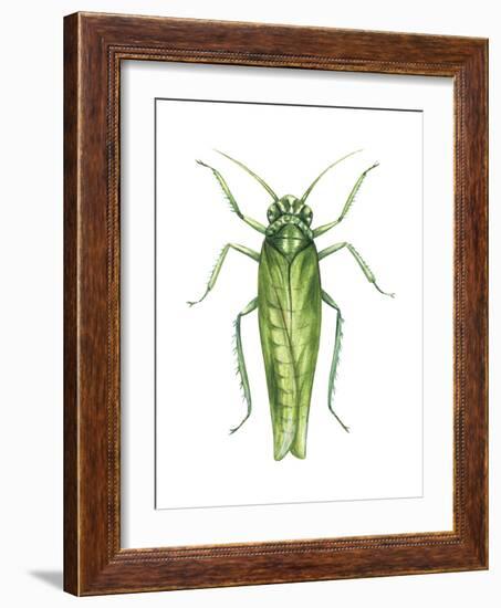 Potato Leafhopper (Empoasca Fabae), Insects-Encyclopaedia Britannica-Framed Art Print