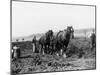 Potato Lifting Using Horses and Plough Near Rickmansworth Hertfordshire-Staniland Pugh-Mounted Photographic Print