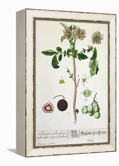 Potato Plant and Fruit, Plate from 'Herbarium Blackwellianum', Published 1757 in Nuremberg, Germany-Elizabeth Blackwell-Framed Premier Image Canvas