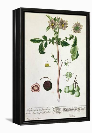 Potato Plant and Fruit, Plate from 'Herbarium Blackwellianum', Published 1757 in Nuremberg, Germany-Elizabeth Blackwell-Framed Premier Image Canvas