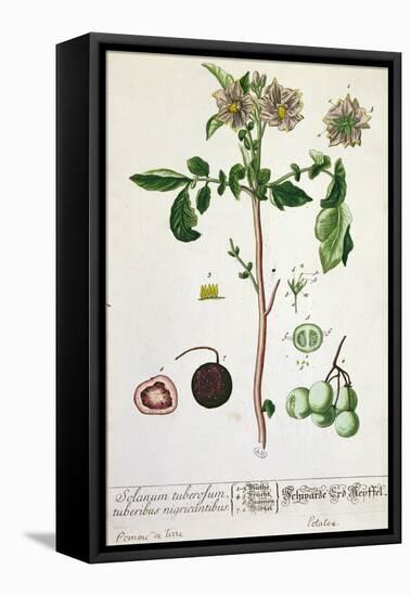 Potato Plant and Fruit, Plate from 'Herbarium Blackwellianum', Published 1757 in Nuremberg, Germany-Elizabeth Blackwell-Framed Premier Image Canvas