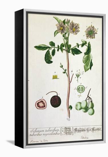 Potato Plant and Fruit, Plate from 'Herbarium Blackwellianum', Published 1757 in Nuremberg, Germany-Elizabeth Blackwell-Framed Premier Image Canvas