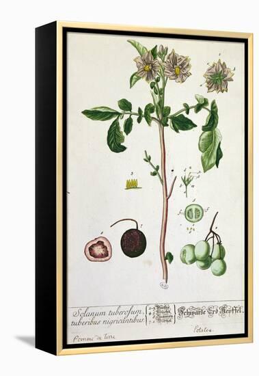 Potato Plant and Fruit, Plate from 'Herbarium Blackwellianum', Published 1757 in Nuremberg, Germany-Elizabeth Blackwell-Framed Premier Image Canvas